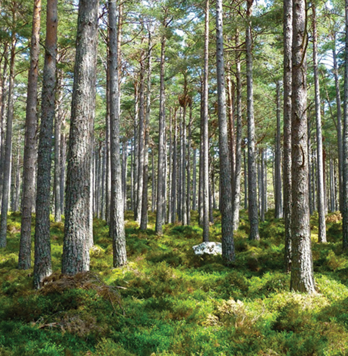 environment Wooded area